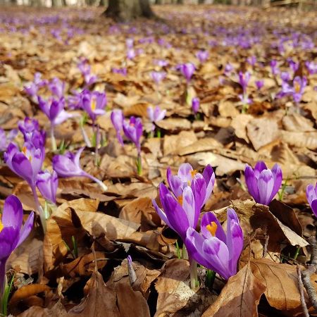 Апартаменти В "Арена Віладж" 폴리아나 외부 사진
